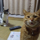 Illustration for article titled Japanese Photobombs Get Creepy and Spooky. Even with Cats.
